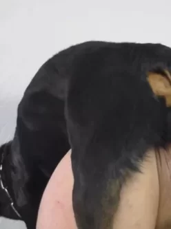 猎犬的习性 [41:39]