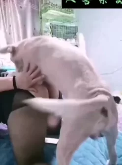 这次出场的东北熟女，狗狗动不动就射里面，这位大姐跟没事人一样，擦擦接着干！ [22:27]